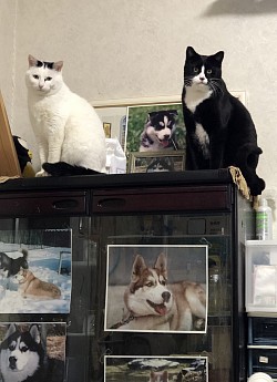 我が家の家族達😽😸