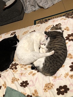 春が待ちどうしいなぁ😽😸😼